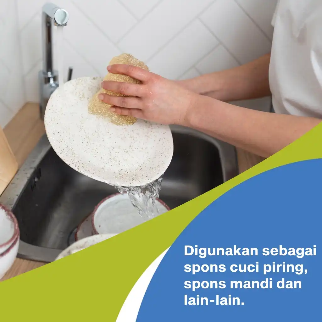 homLiv Spons Cuci Sabut Cuci Piring Luffa Dishwashing Sponge Loofah 3